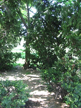 Ujpest_park_09.JPG