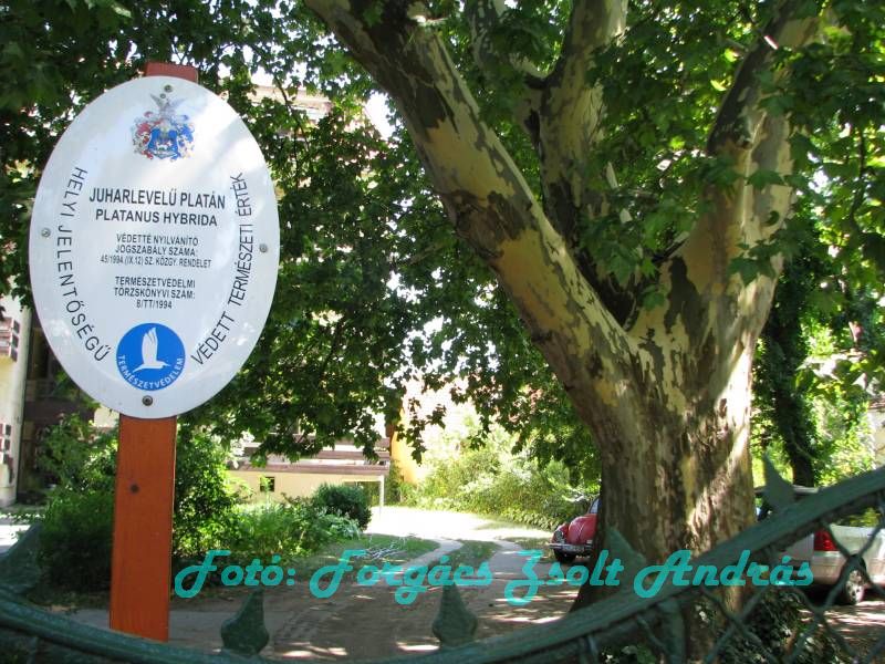 debrecen_2009_097.JPG