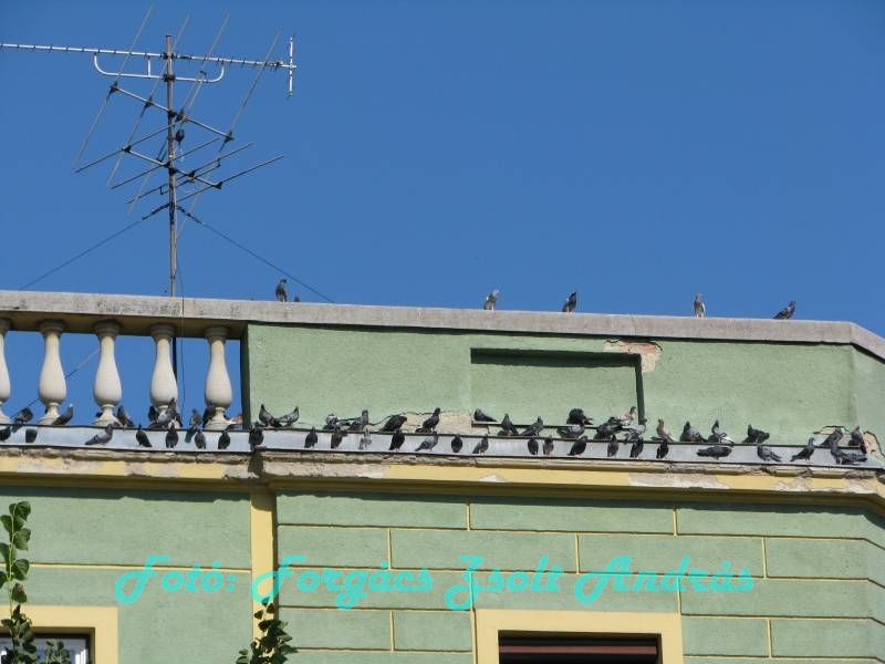 debrecen_2009_166.JPG