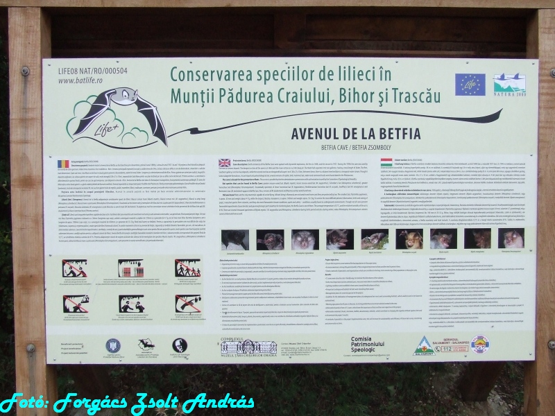 betfia_2013__064.JPG
