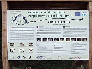 betfia_2013__064.JPG betfia_2013__064.JPG