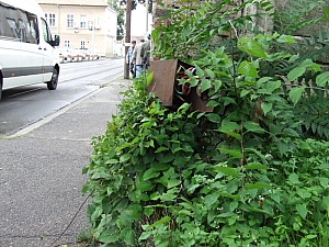 2013_nagyvarad__110.JPG 2013_nagyvarad__110.JPG