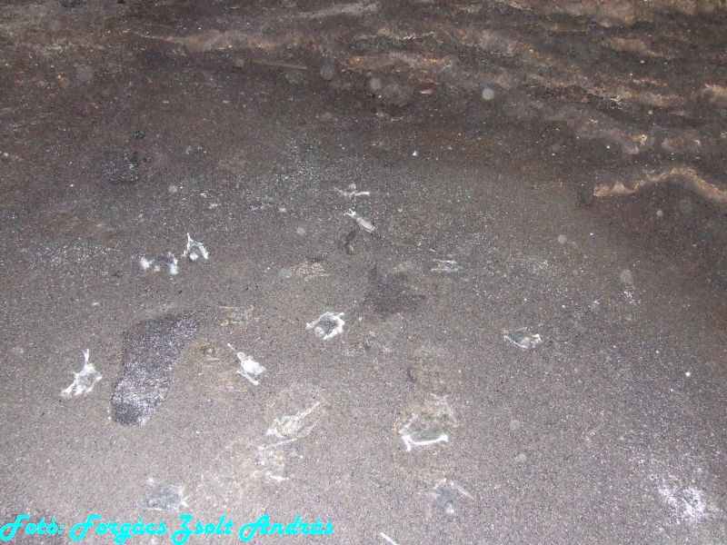 2013_sighitei_barlang__117.JPG