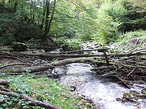 2013_sighitei_barlang__053.JPG 2013_sighitei_barlang__053.JPG
