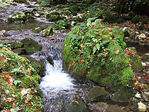 2013_sighitei_barlang__062.JPG 2013_sighitei_barlang__062.JPG
