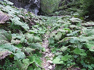 2013_sighitei_barlang__063.JPG 2013_sighitei_barlang__063.JPG