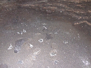 2013_sighitei_barlang__117.JPG 2013_sighitei_barlang__117.JPG
