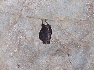 2013_sonkolyos_barlang__042.JPG 2013_sonkolyos_barlang__042.JPG